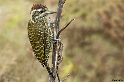 CARPINTERITO MANCHADO (Dryobates spilogaster)  - Rincòn de Vignoli - FLORIDA (Junio 2019)